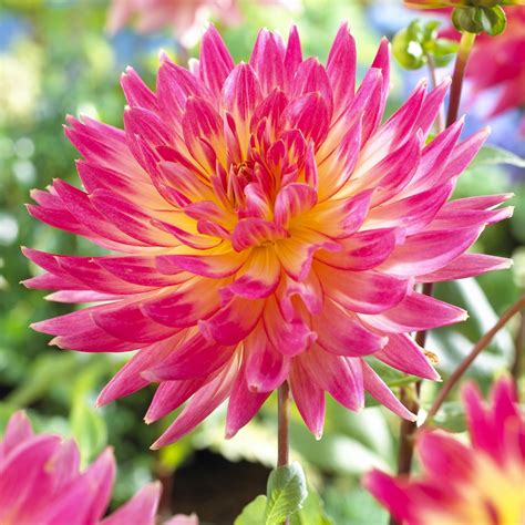 From Seeds to Blossoms: Growing Magic Sunrise Dahlias from Scratch